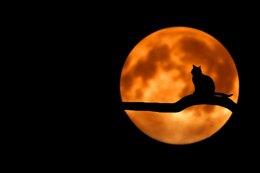 Spooky image of a cat's silhouette against a bright orange moon