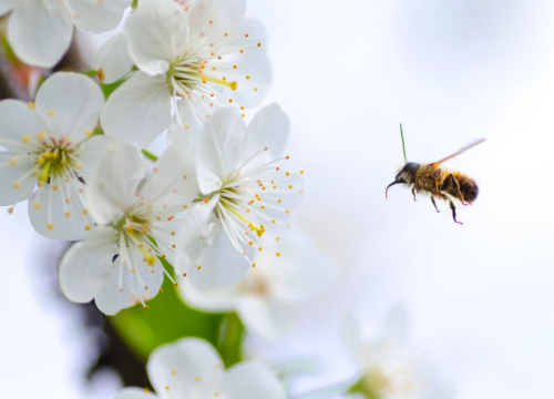 How to Survive California’s 2023 Allergy Season