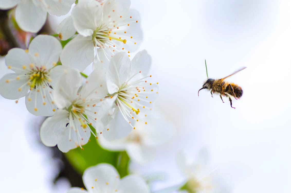 How to Survive California’s 2023 Allergy Season